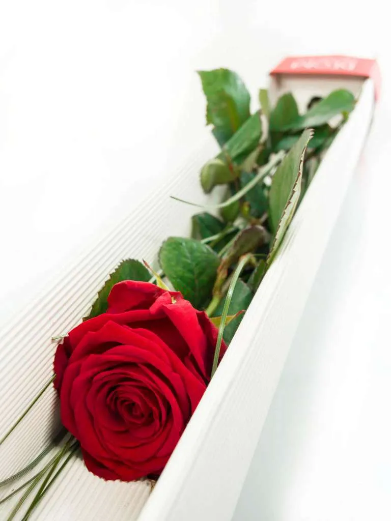 blumigo-rosen-red-naomi-rose-geschenkbox-rot image 1
