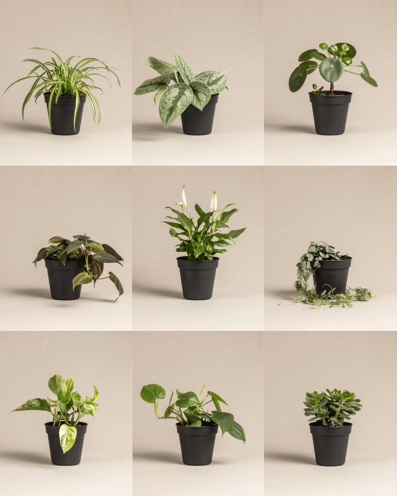 feey-variado-kleine-zimmerpflanzen-3er-set-berraschung image 4