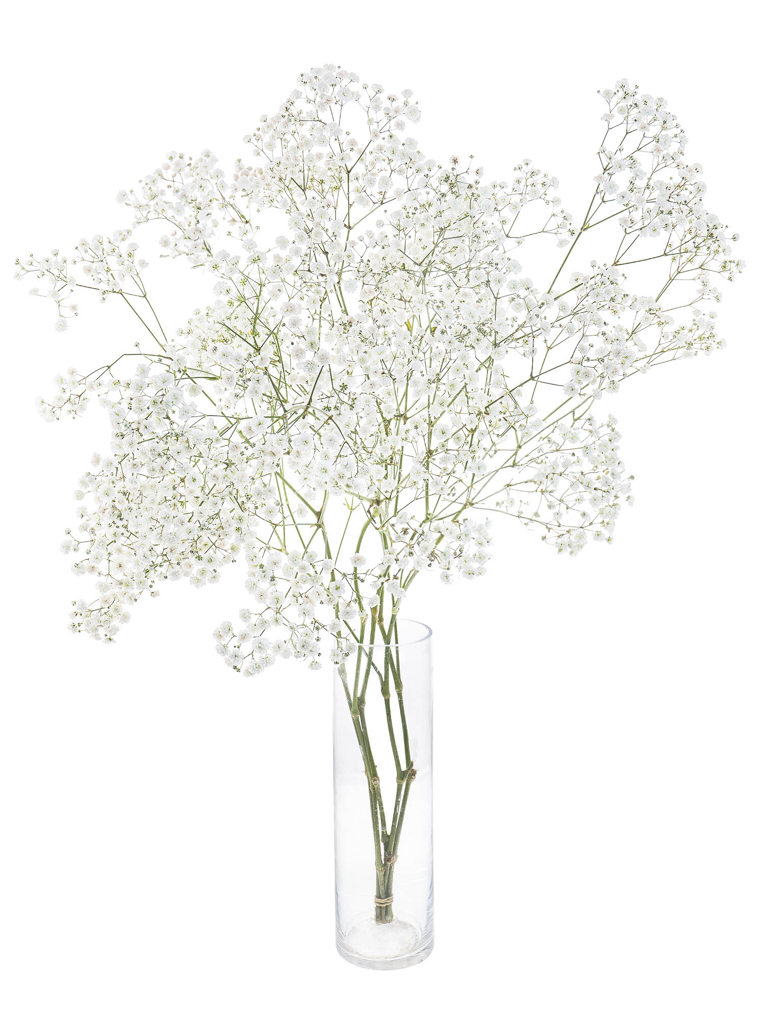 blumigo-schleierkraut-wei-schnittblume-f-r-vase-strau image 3