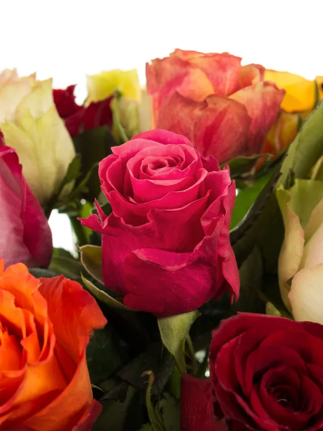 blumigo-rosen-premium-mischung-bunte-rosen image 1
