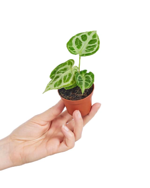 plnts-babyplnts-anthurium-silver-blush-babypflanze-10cm-tropisch image 7