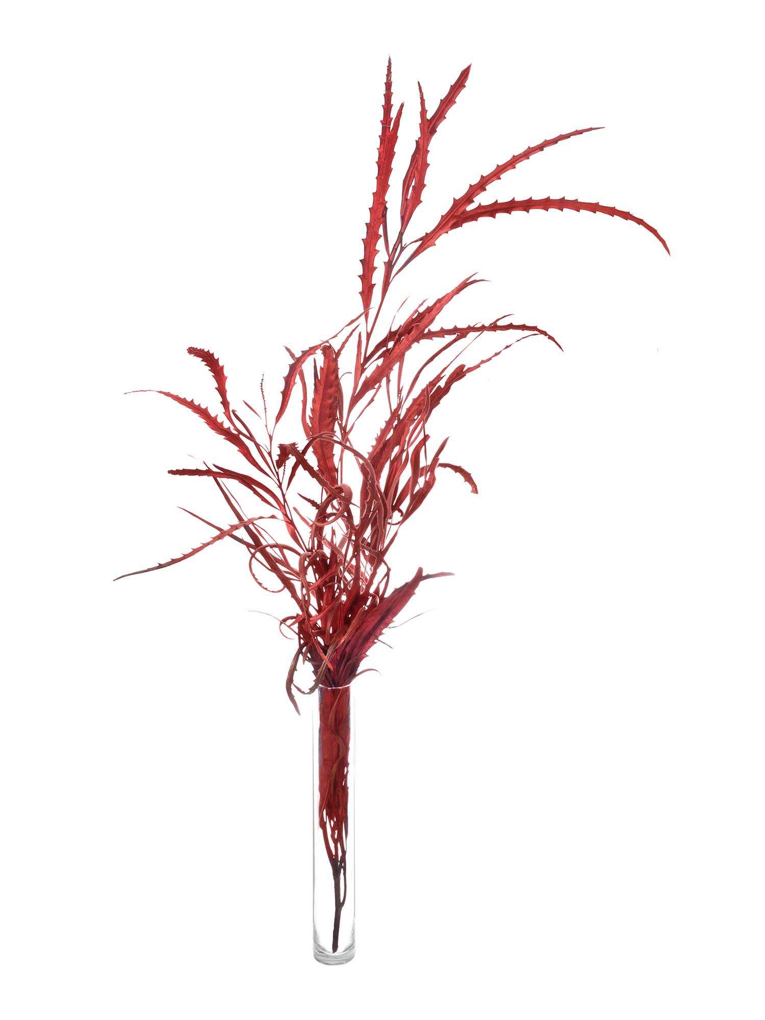blumigo-proteen-grevillea-rot-gef-rbt-blume image 3