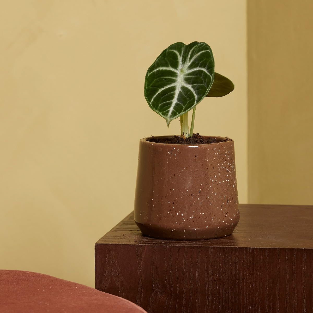 plnts-babyplnts-alocasia-ninja-zimmerpflanze-10cm-pfeilblatt image 7
