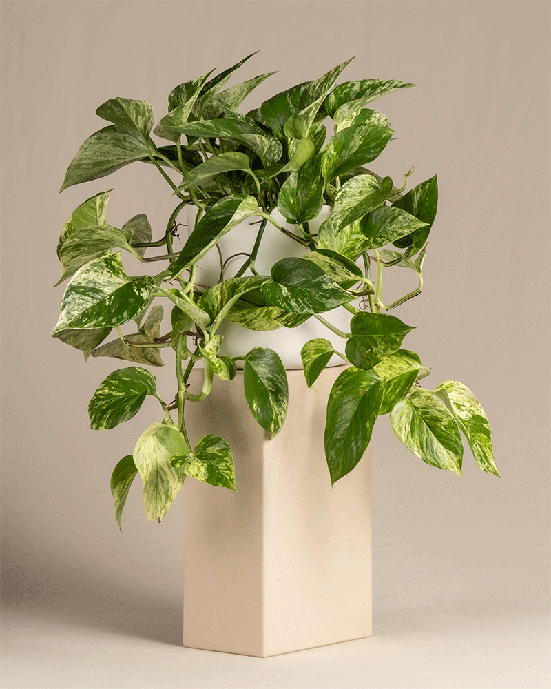 feey-marble-queen-efeutute-h-ngepflanze-ohne-bertopf image 8