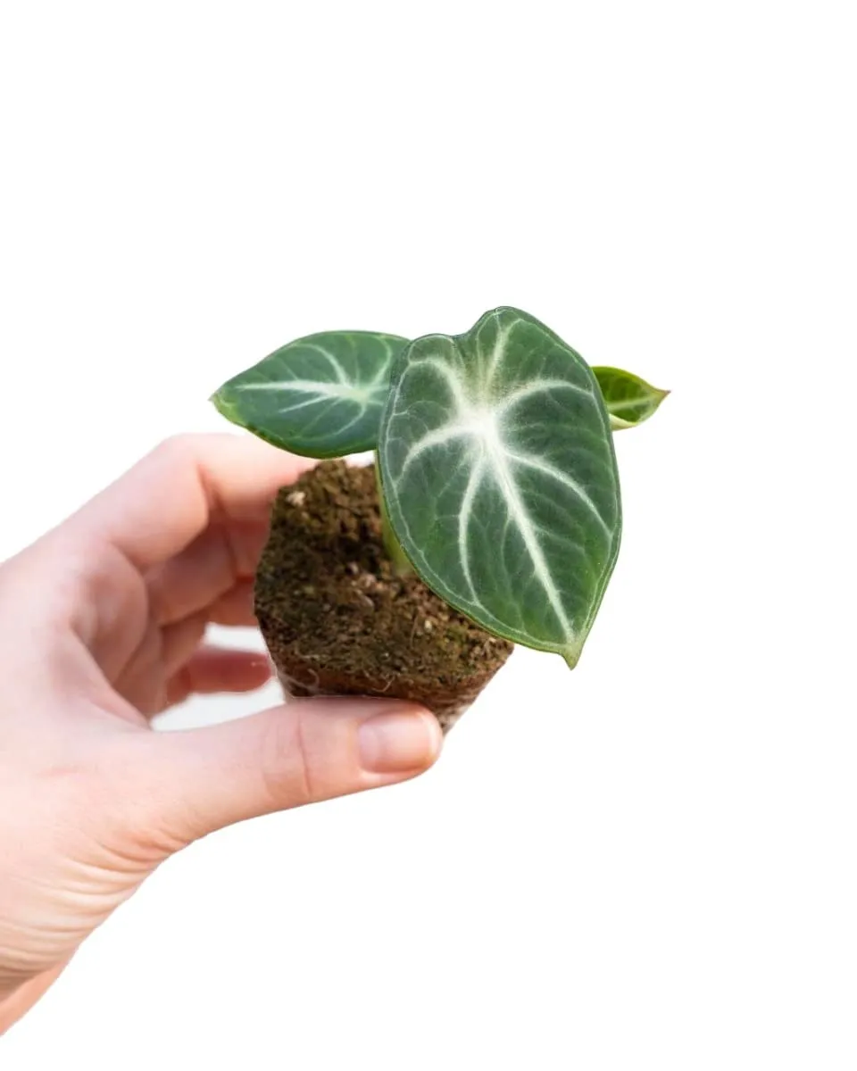 plnts-babyplnts-alocasia-ninja-zimmerpflanze-10cm-pfeilblatt image 1