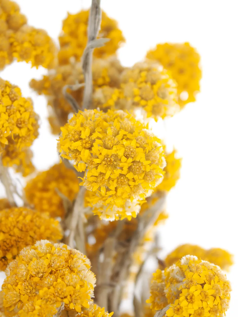blumigo-trockenblumen-helipterum-sandfordii-natur image 1
