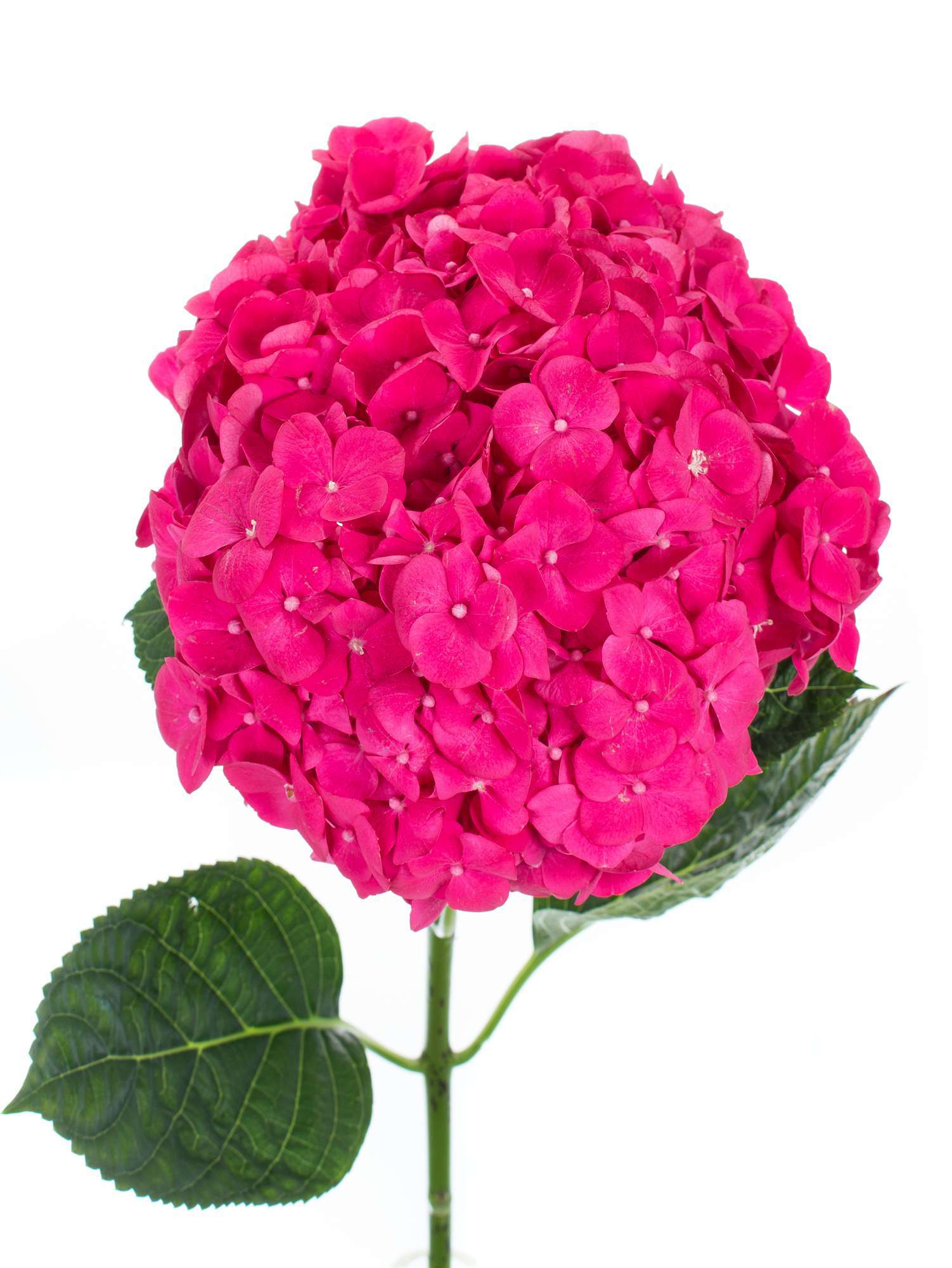 blumigo-hortensie-magical-cerise-schnittblume-pink image 1