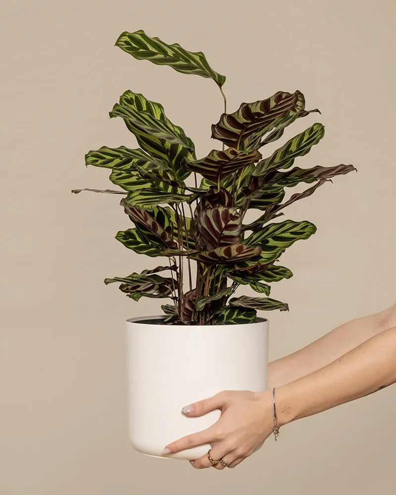 feey-variado-pfauen-korbmarante-calathea-tierfreundlich-gro image 1
