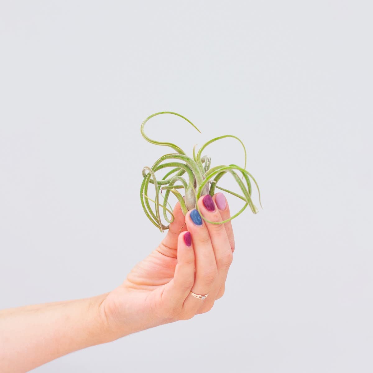plnts-babyplnts-tillandsia-caput-medusae-luftpflanze-10-cm image 4