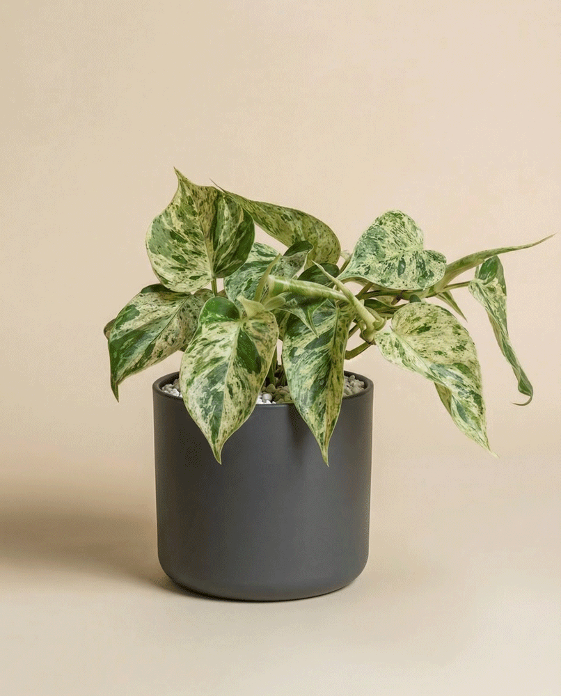 feey-variado-philodendron-oxycardium-variegata-zimmerpflanze-ohne-bertopf image 6