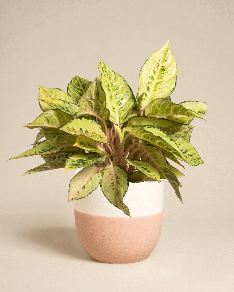 feey-variado-aglaonema-chartreuse-pretty-zimmerpflanze-ohne-bertopf image 7