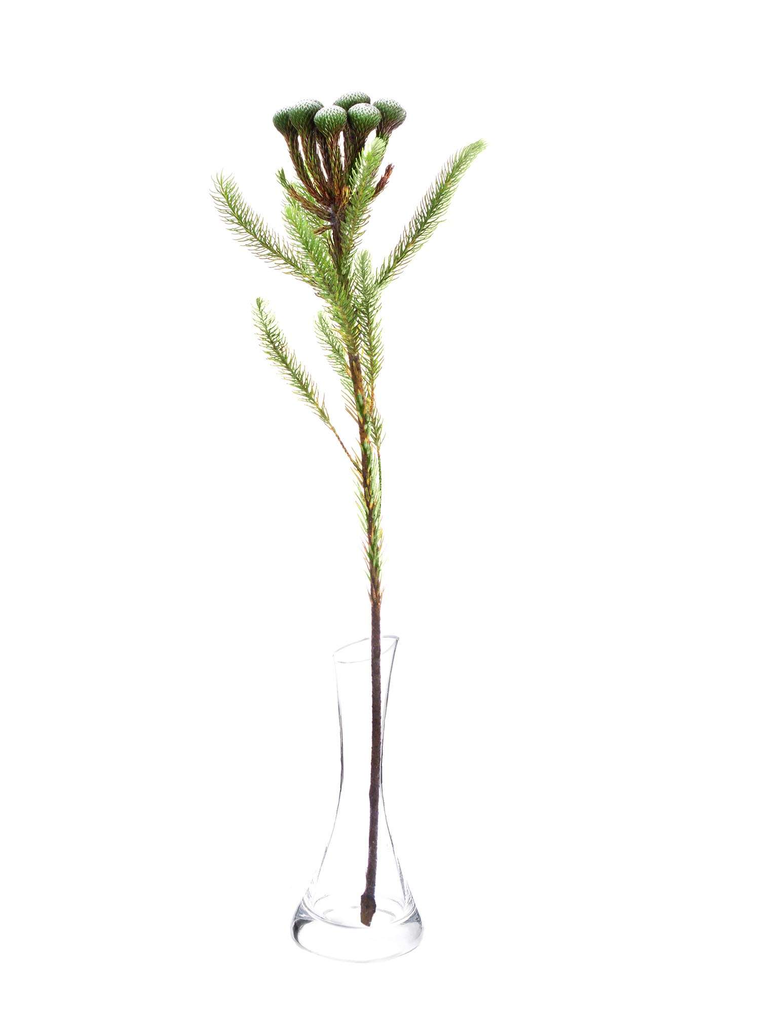 blumigo-brunia-albiflora-bindegr-n-silber-wei image 3