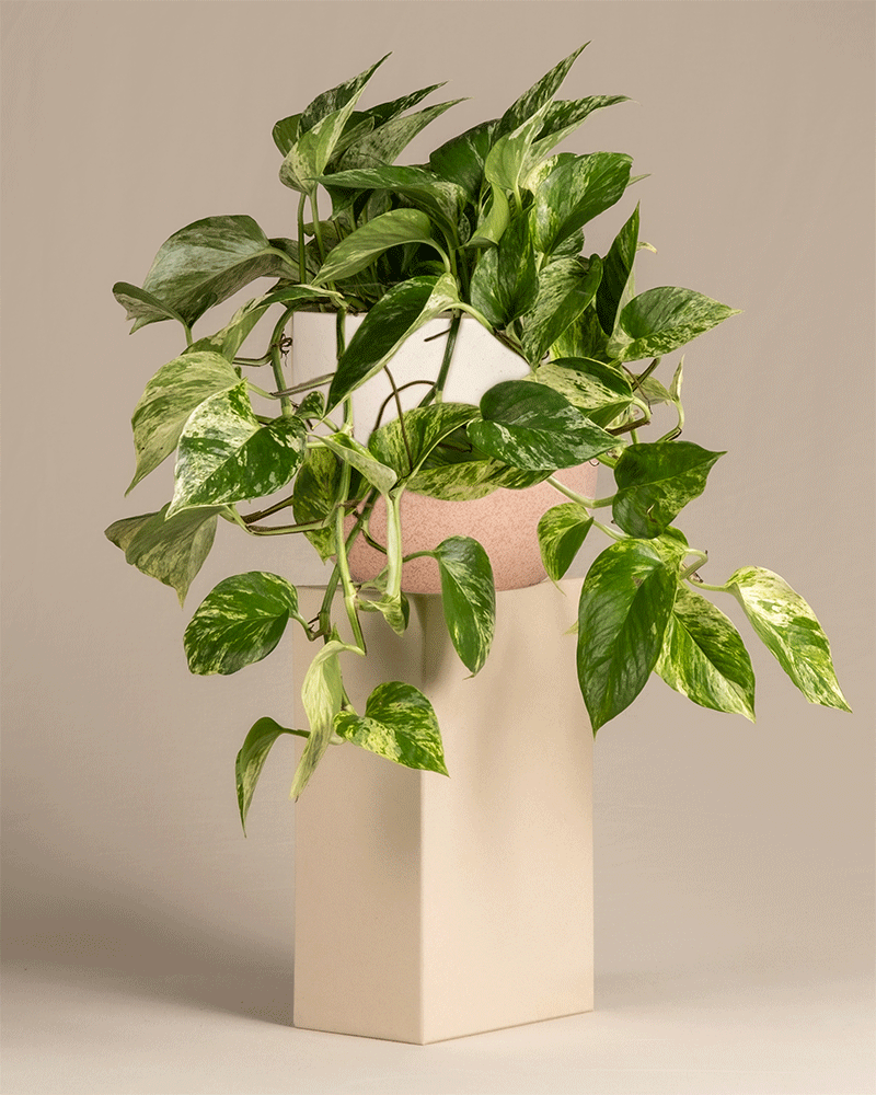 feey-marble-queen-efeutute-h-ngepflanze-ohne-bertopf image 5