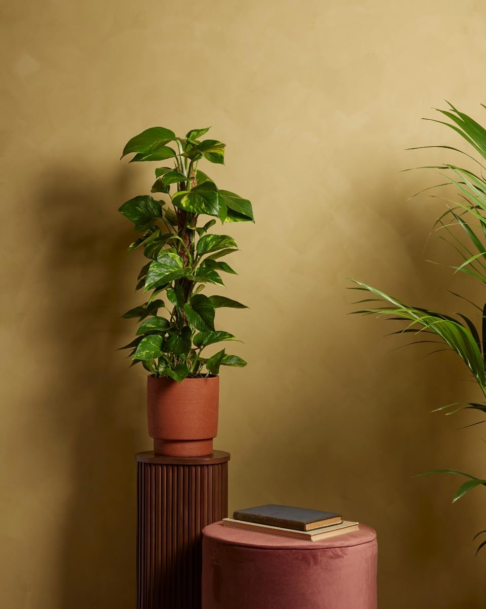 plnts-rareplnts-scindapsus-zimmerpflanze-19cm-topf-80cm-h-ngepflanze image 4