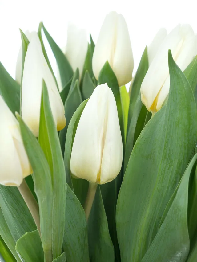 blumigo-tulpen-white-prince-wei-e-schnittblume image 1