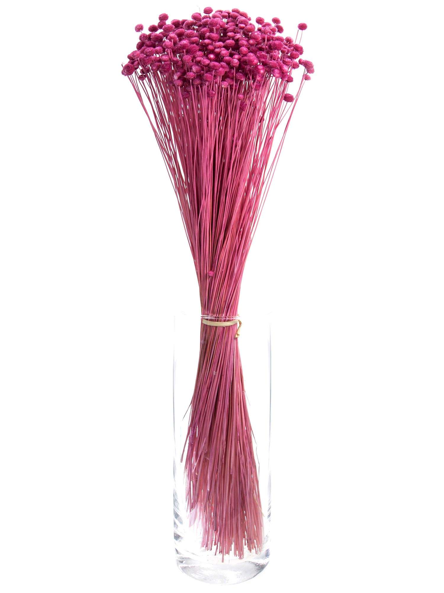 blumigo-trockenblumen-amarelinho-strohblume-pink image 2