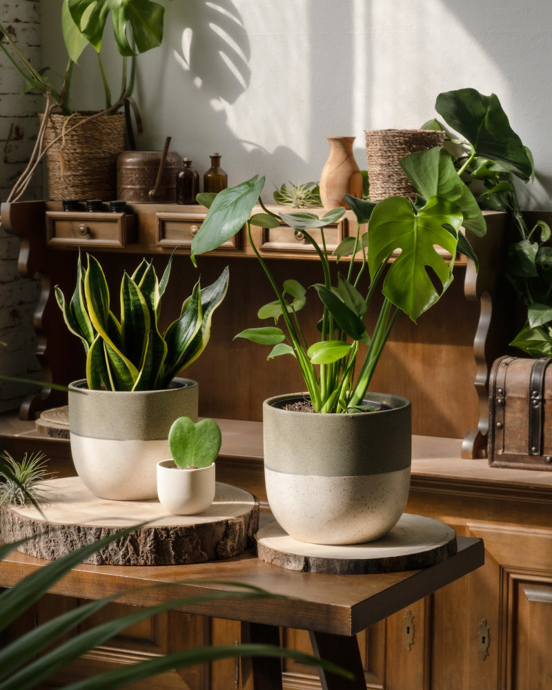 feey-bestseller-trio-pflanzenset-monstera-sansevieria-hoya-3tlg image 4