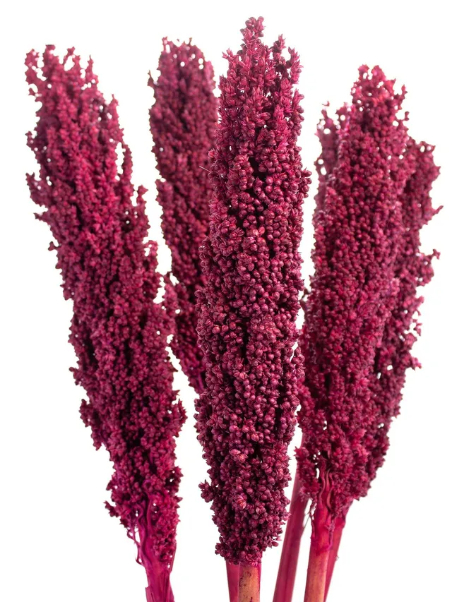 blumigo-sorghumhirse-trockenblumen-bordeaux-getrocknet image 1