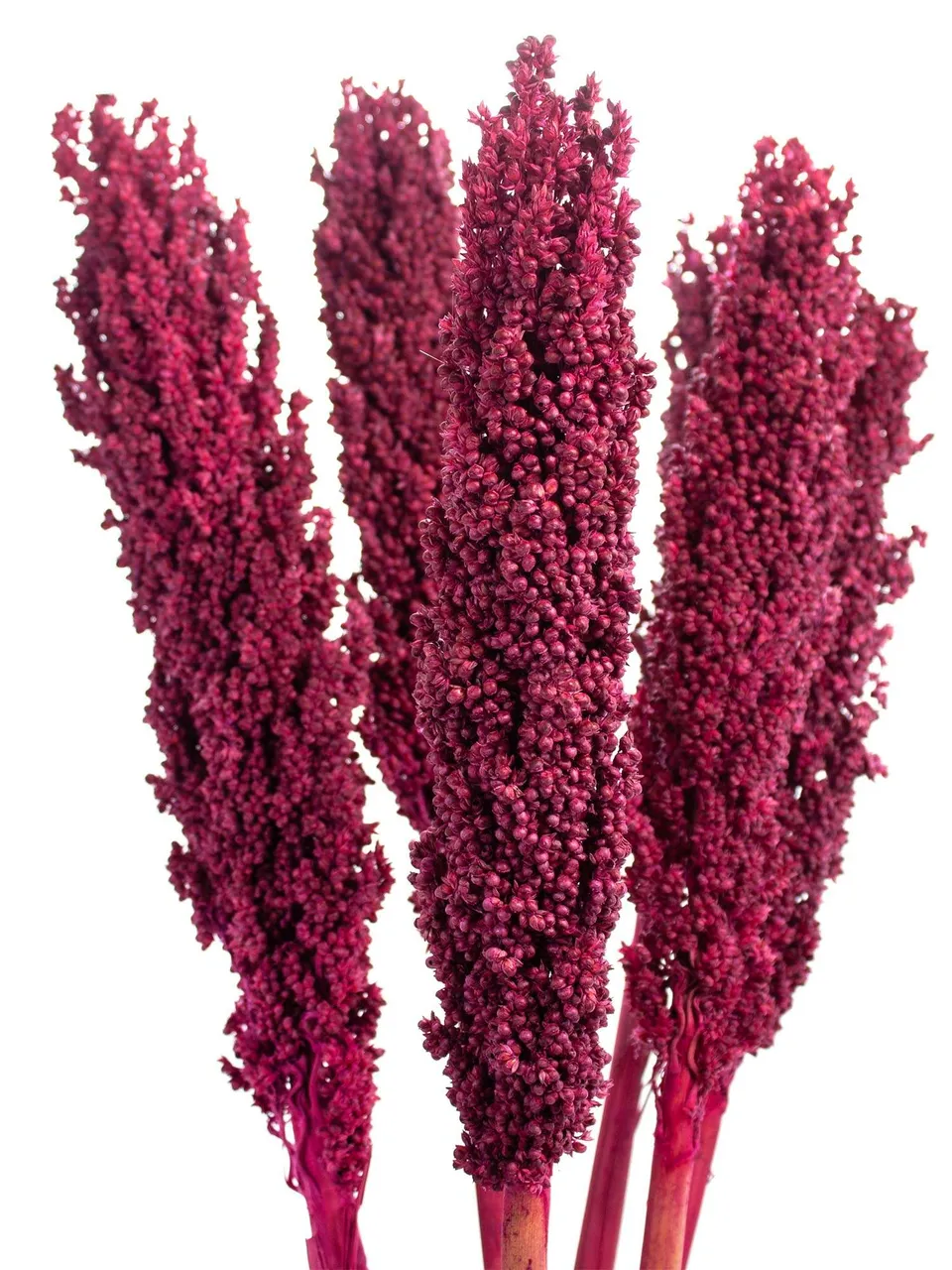 blumigo-sorghumhirse-trockenblumen-bordeaux-getrocknet image 1
