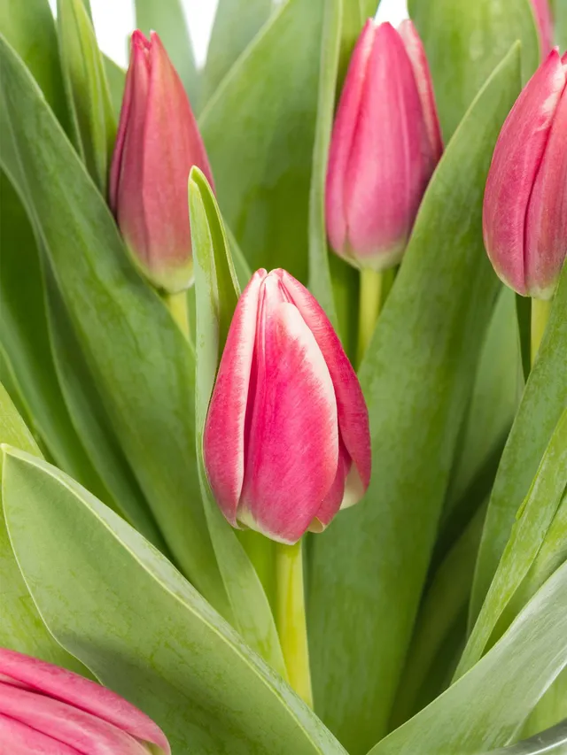 blumigo-tulpen-debutante-pink-schnittblumen-frisch-8-tage image 1