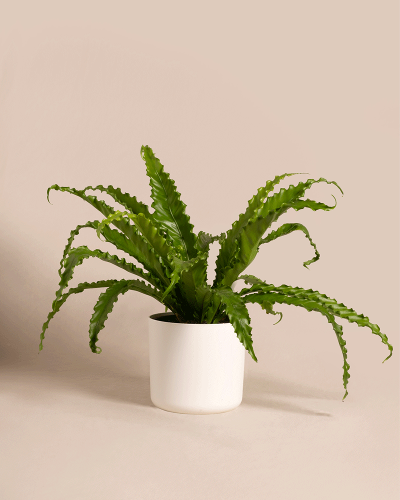 feey-gewellter-nestfarn-asplenium-zimmerpflanze-mittel-ohne-topf image 8