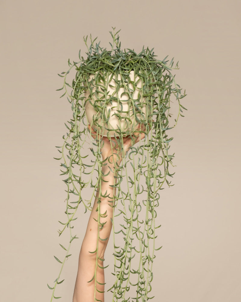 feey-variado-senecio-radicans-h-ngepflanze-ohne-bertopf image 1
