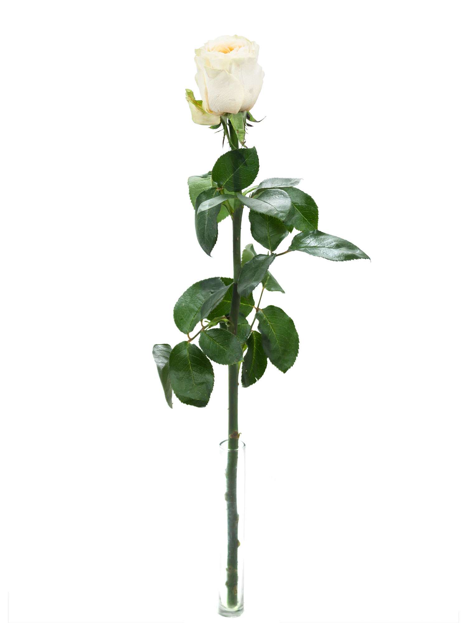 blumigo-rosen-buttercup-rose-creme-apricot image 3