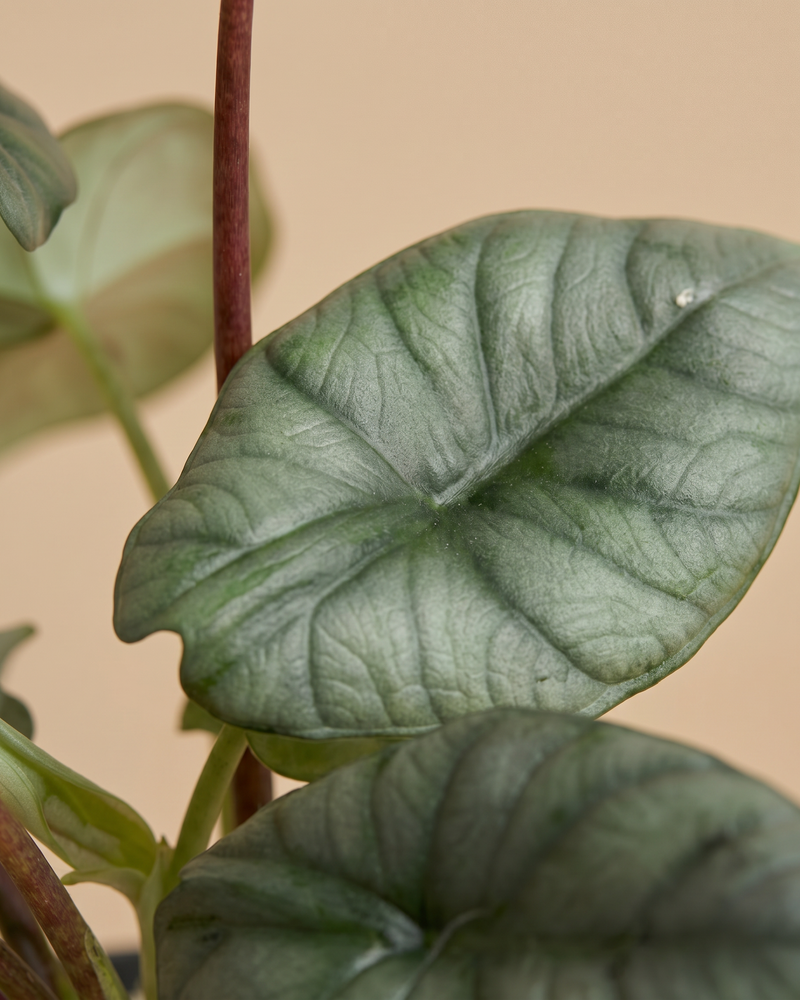 feey-variado-alocasia-silver-nebula-elefantenohr-ohne-bertopf-rar image 4