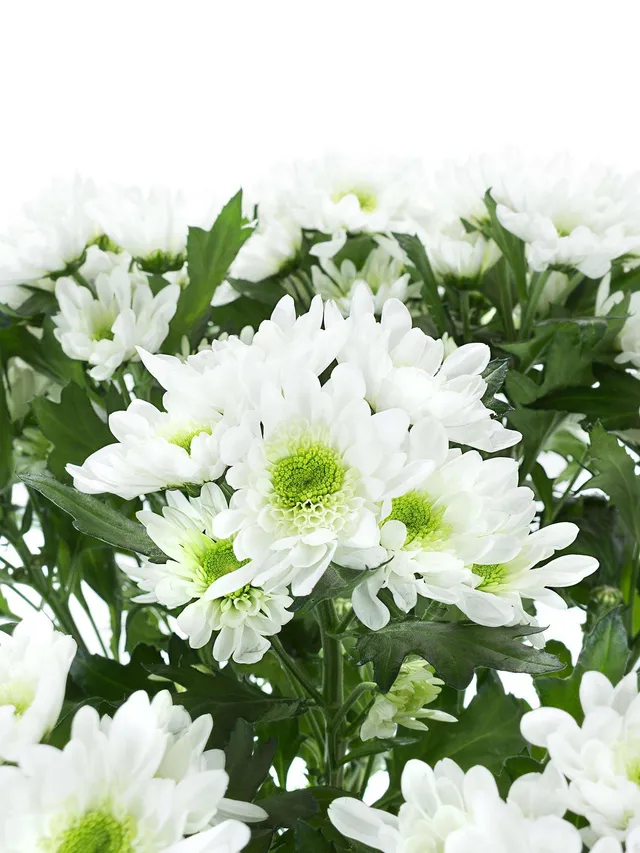 blumigo-chrysanthemen-radost-wei-gr-n-schnittblume-verzweigt image 1