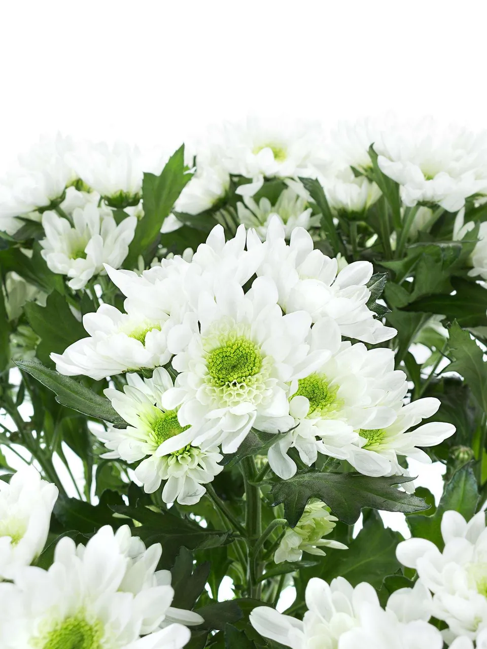 blumigo-chrysanthemen-radost-wei-gr-n-schnittblume-verzweigt image 1
