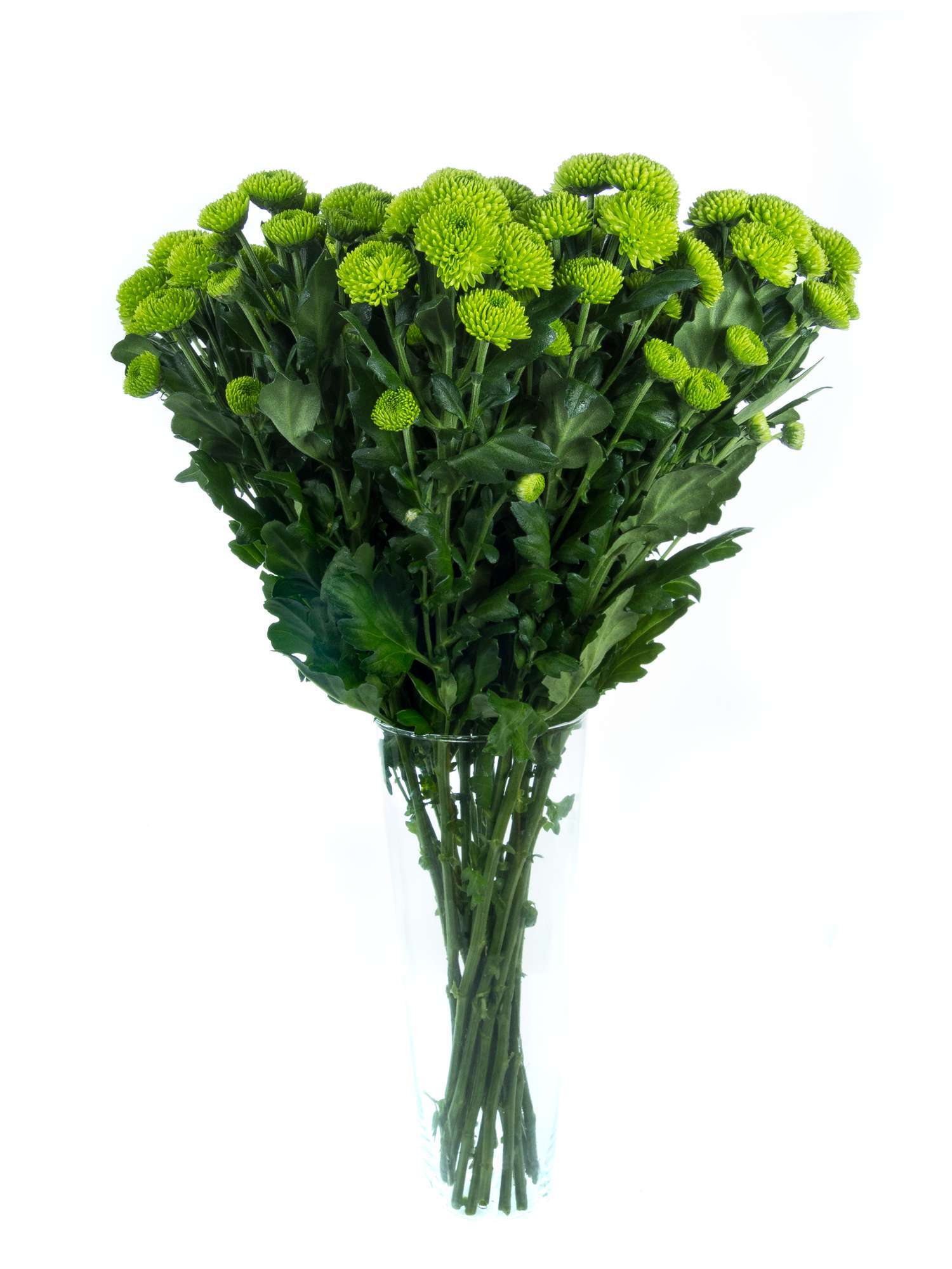 blumigo-chrysanthemen-santinis-palm-green-dark-gr-n image 3