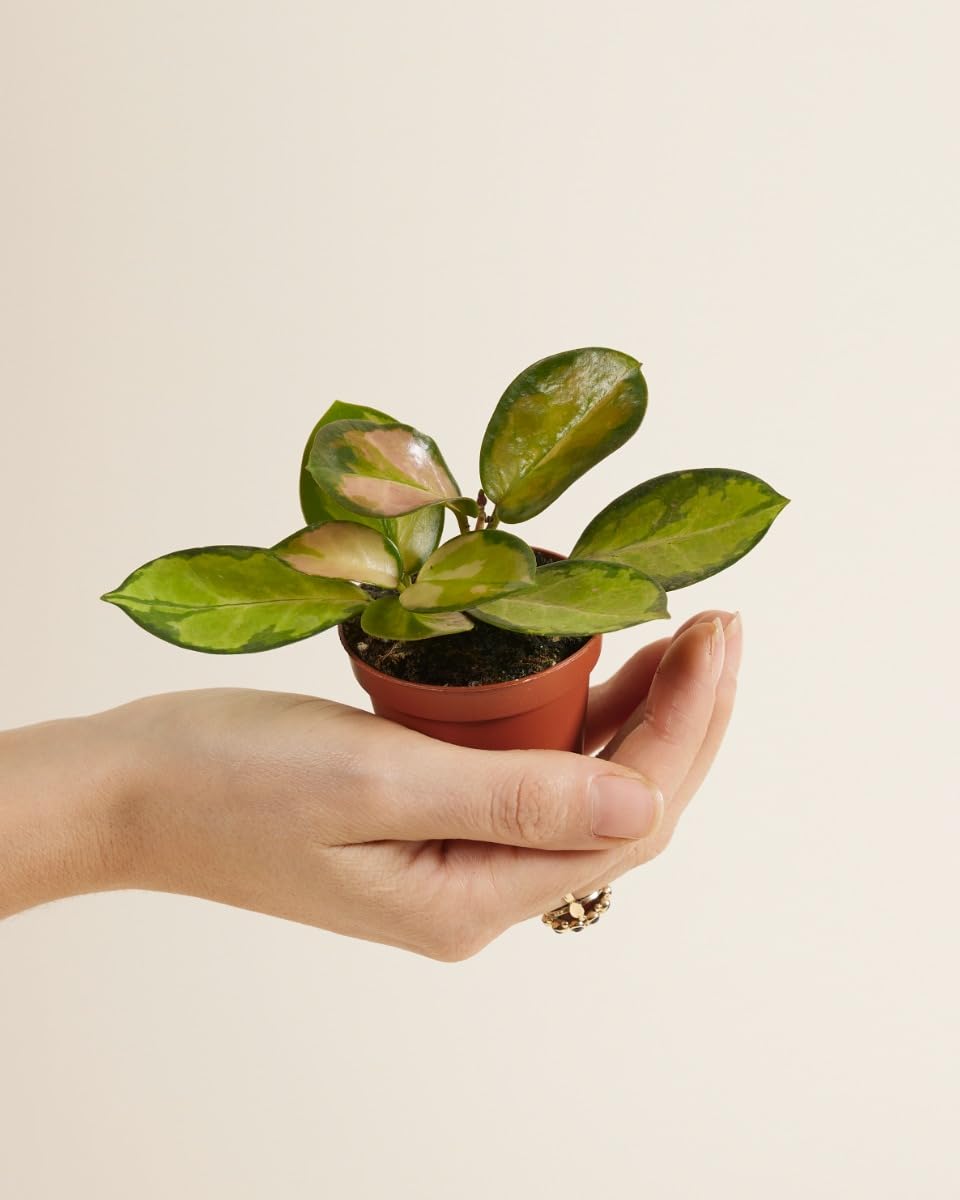 plnts-babyplnts-hoya-australis-lisa-wachsblume-6cm-topf image 2
