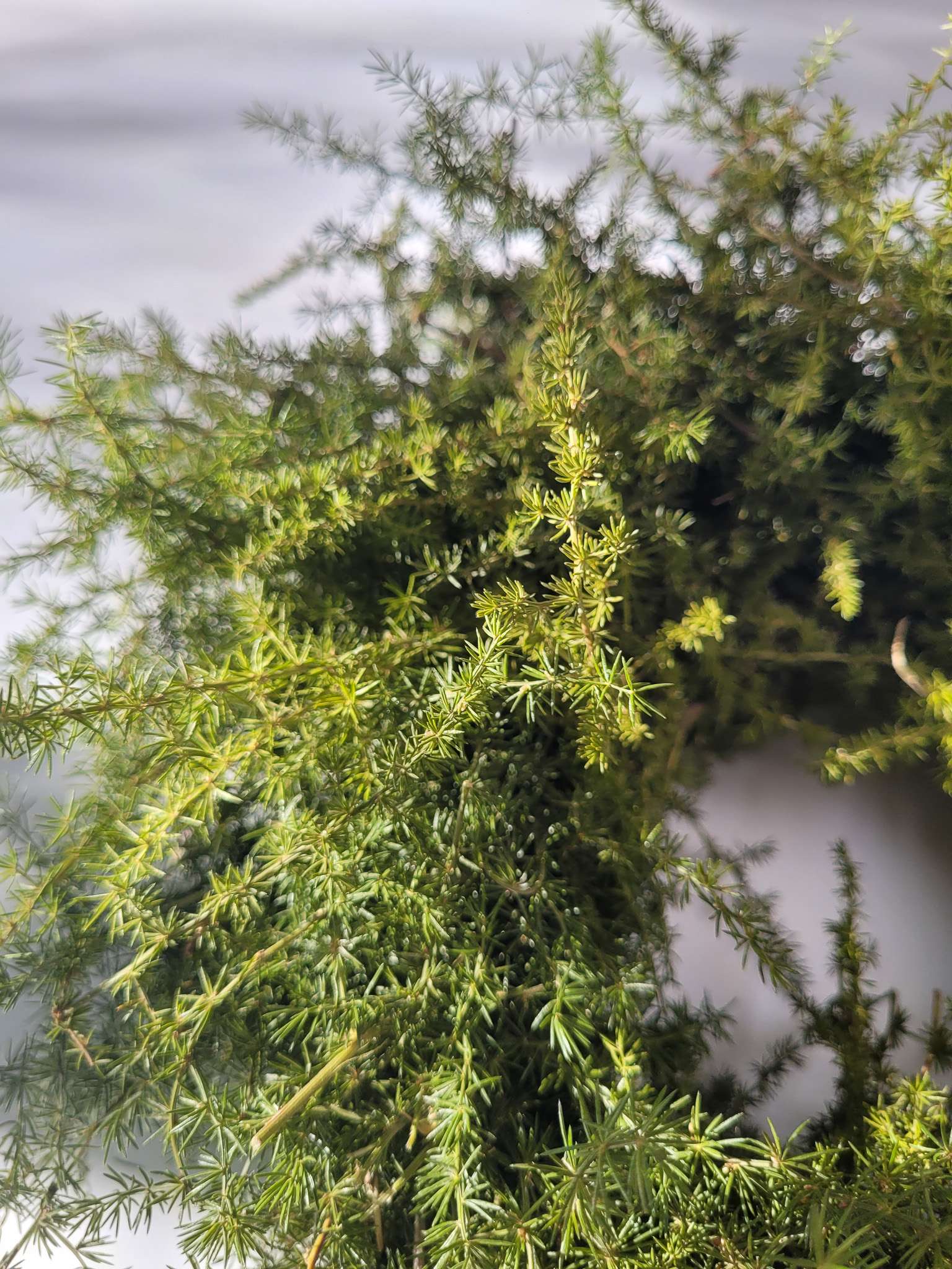 blumigo-asparagus-wild-nature-zierkranz-27-cm-gr-n image 3