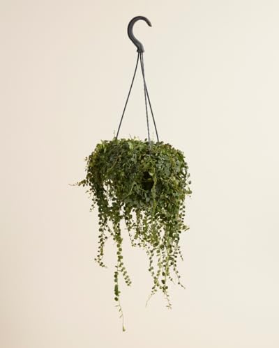 plnts-rareplnts-peperomia-prostrata-12-cm-topf-20-cm-hoch image 7