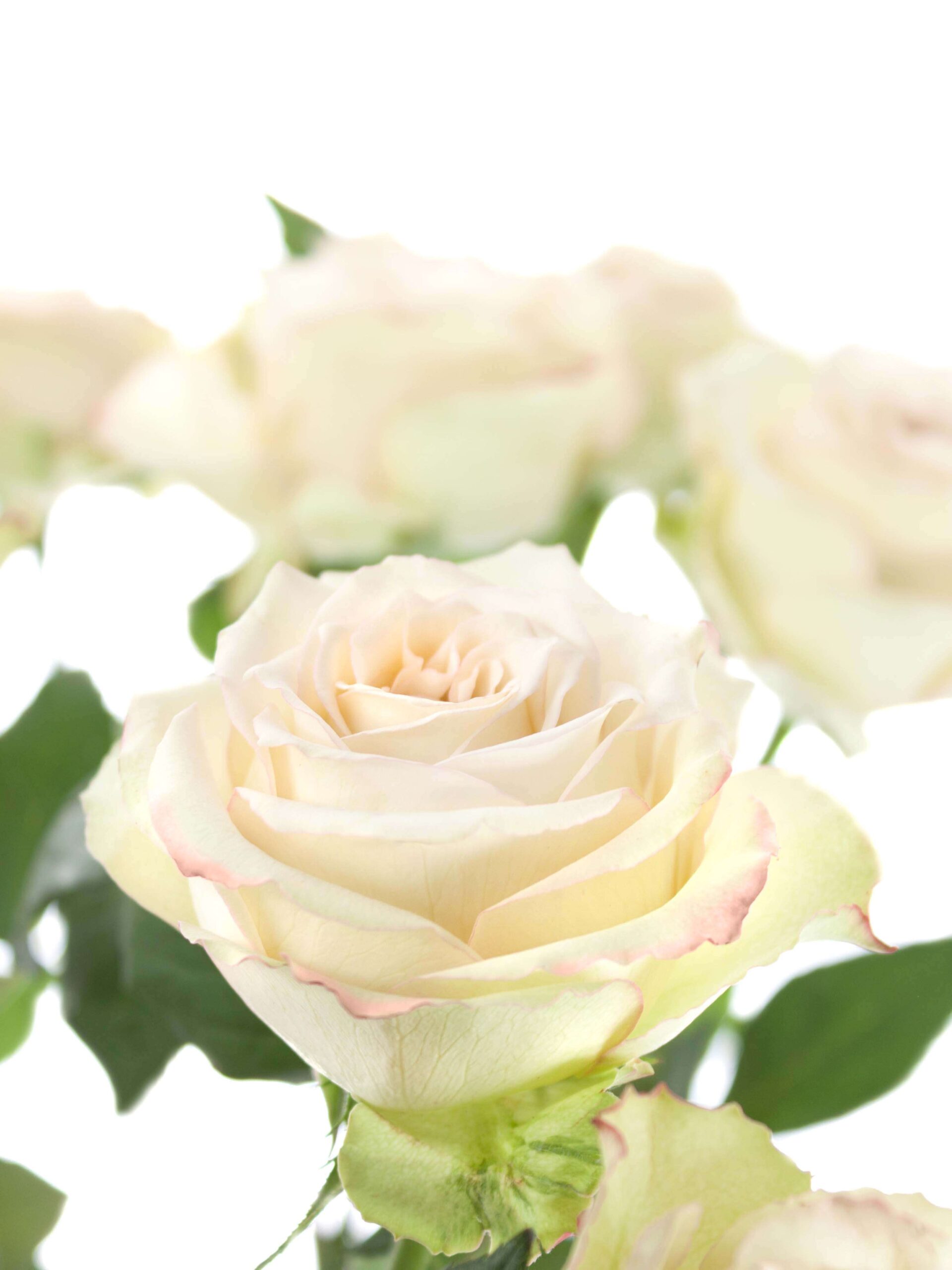blumigo-rosen-hypnose-schnittblume-creme-rosa image 1