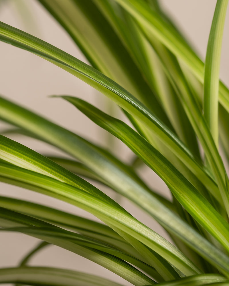 feey-variado-kinderfreundliches-duo-calathea-roseoptica-und-gr-ne-gr-nlilie-ohne image 8