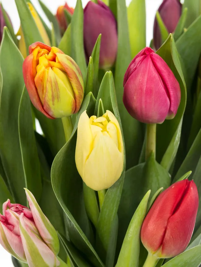 blumigo-tulpen-doppelte-premium-mischung-schnittblume image 1
