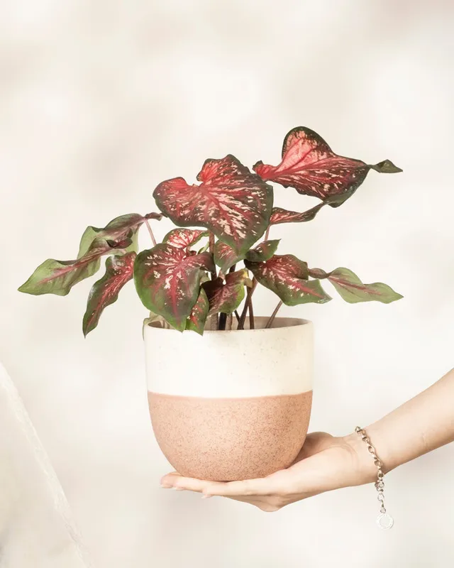 feey-variado-caladium-desert-sunset-zimmerpflanze-o-topf image 1
