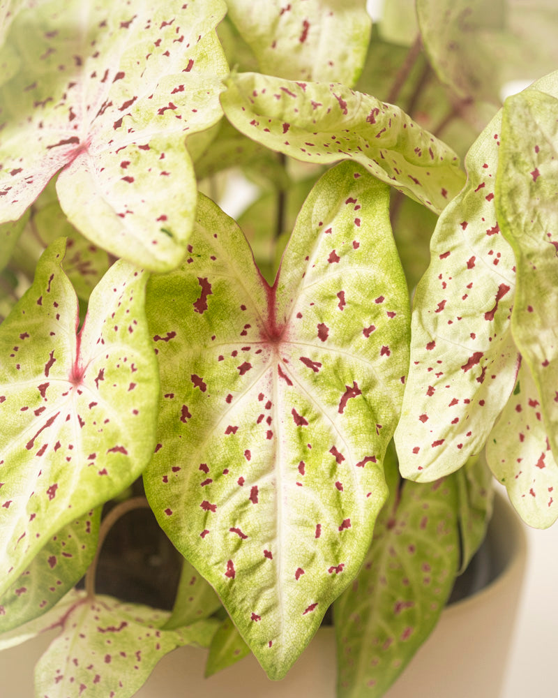 feey-caladium-miss-muffet-zimmerpflanze-ohne-bertopf-bunt image 2
