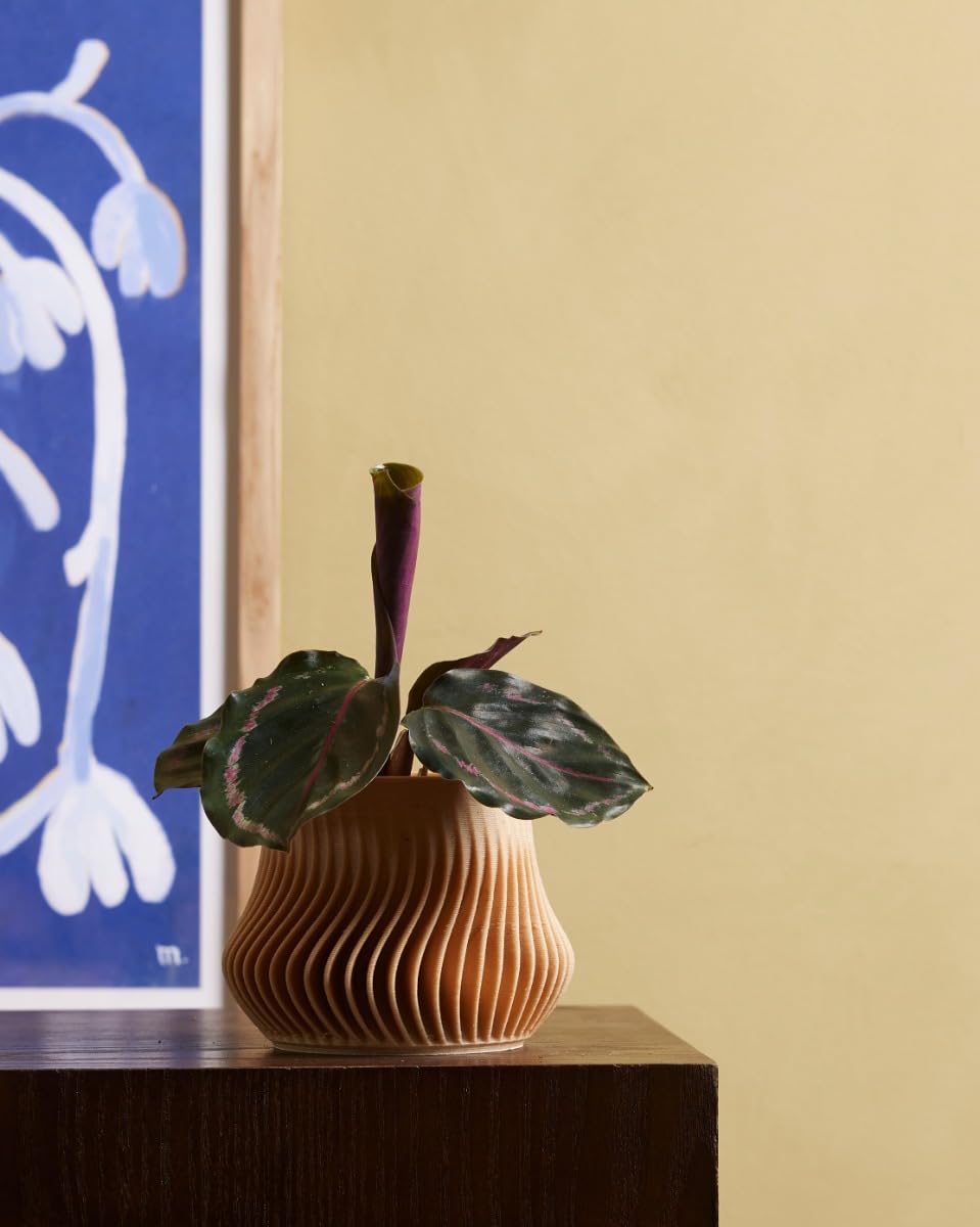 plnts-babyplnts-calathea-medallion-gebetspflanze-15cm image 5