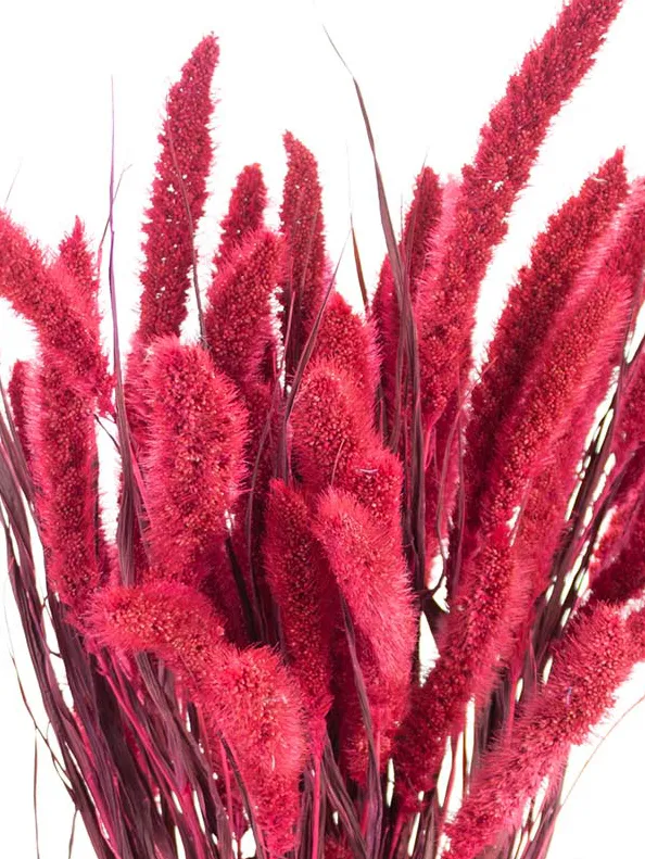 blumigo-trockenblumen-setaria-borstenhirse-getrocknet-fuchsia image 1