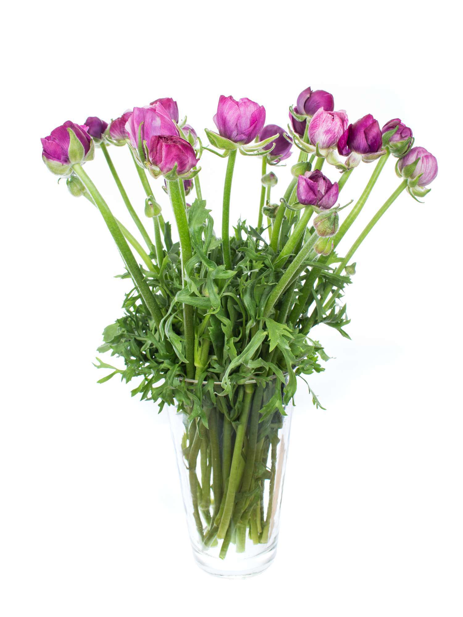 blumigo-ranunkeln-purple-jean-schnittblume-violett image 2