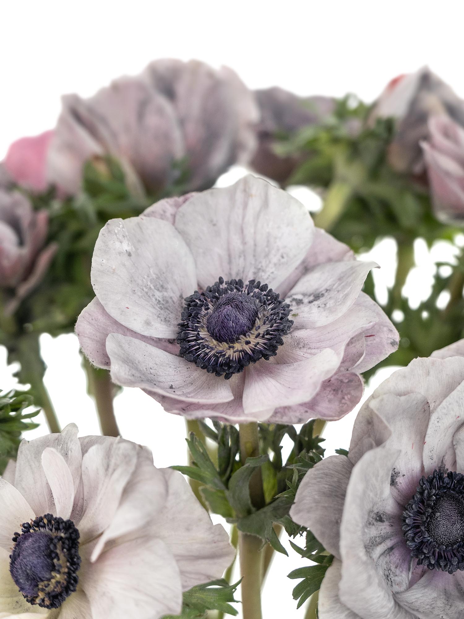 blumigo-anemonen-xl-mistral-powder-grey-grau-violett-schnittblume image 1