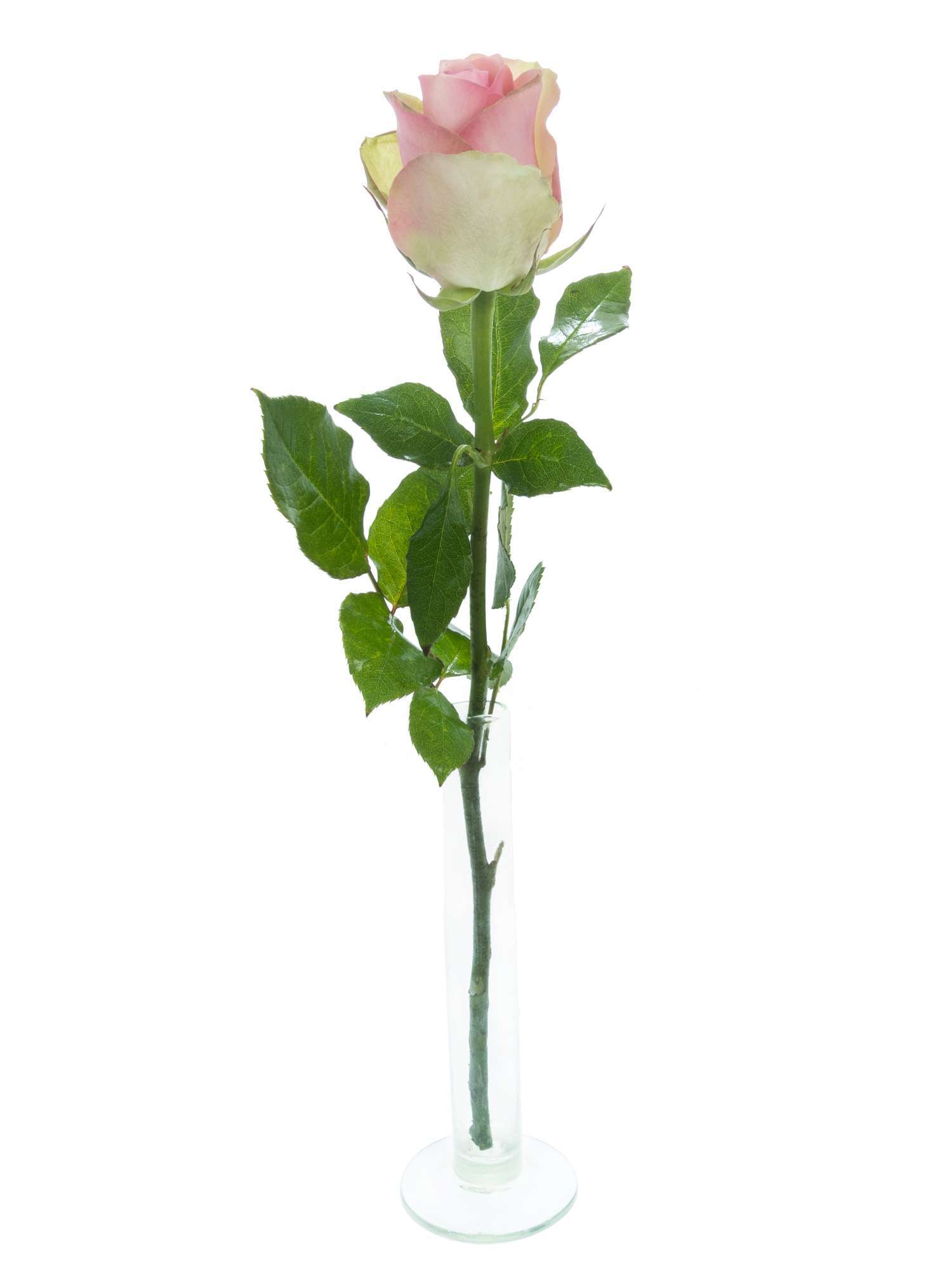 blumigo-rosen-belle-ros-rosa-schnittrose-gro-e-bl-te image 3