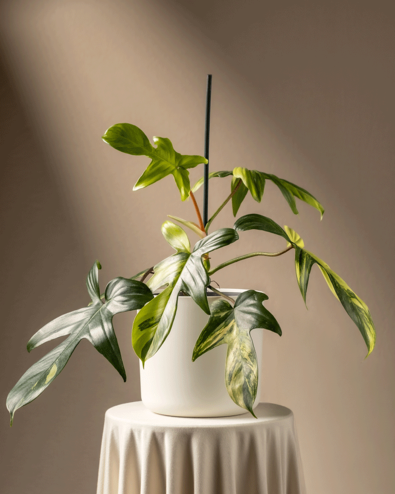 feey-variado-philodendron-florida-beauty-rarit-t-zimmerpflanze-ohne-bertopf image 8