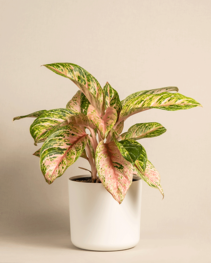 feey-variado-aglaonema-cocomelon-halbschattig image 8
