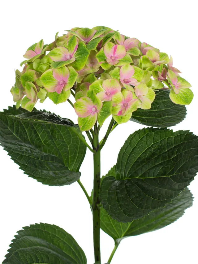 blumigo-hortensien-magical-amethyst-hortensie-rosa-gr-n-frisch image 1