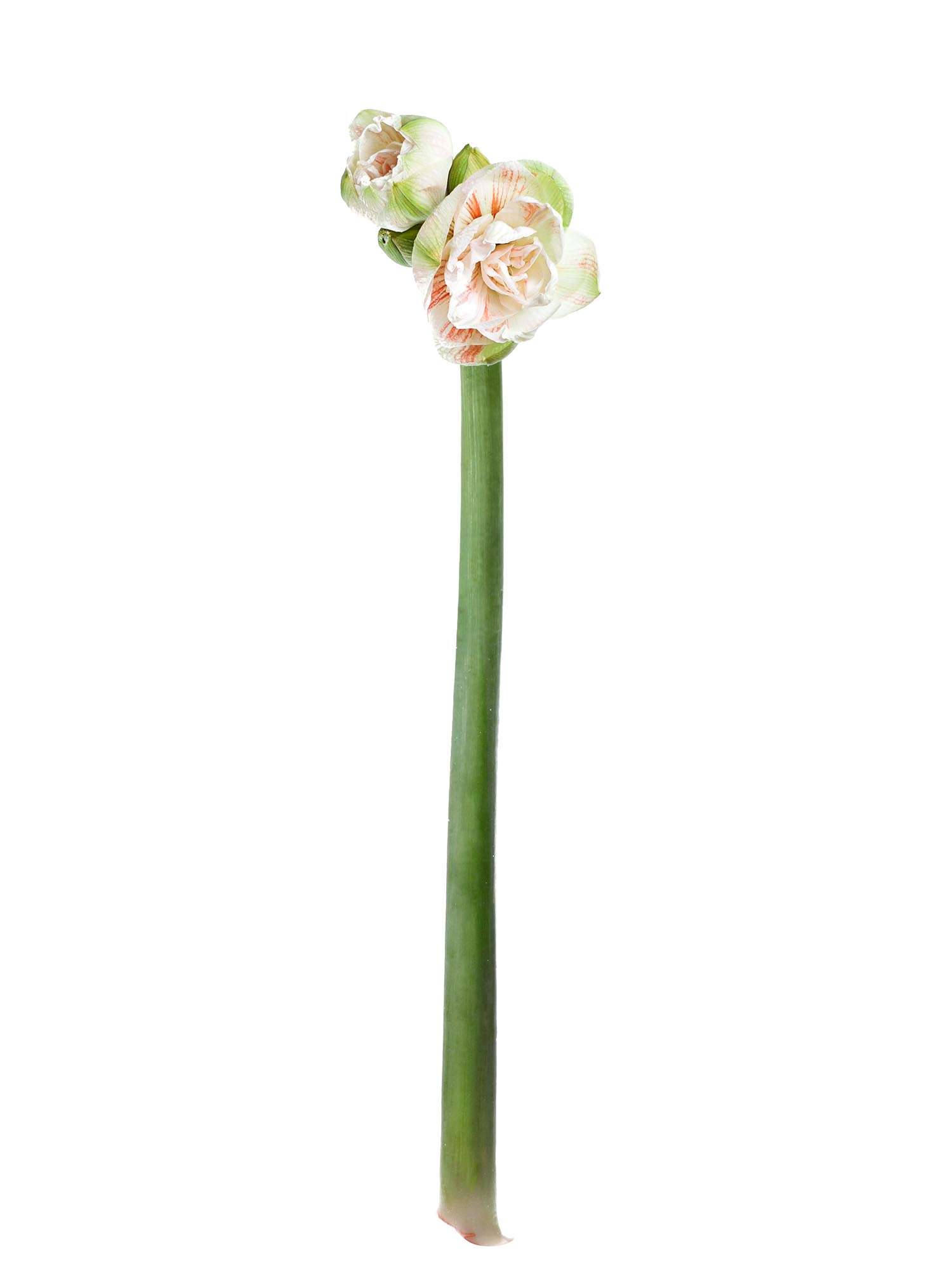 blumigo-amaryllis-nymph-ritterstern-wei-creme-schnittblume image 2