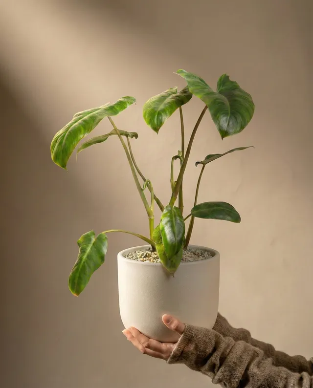 feey-variado-philodendron-paraiso-verde-zimmerpflanze image 1