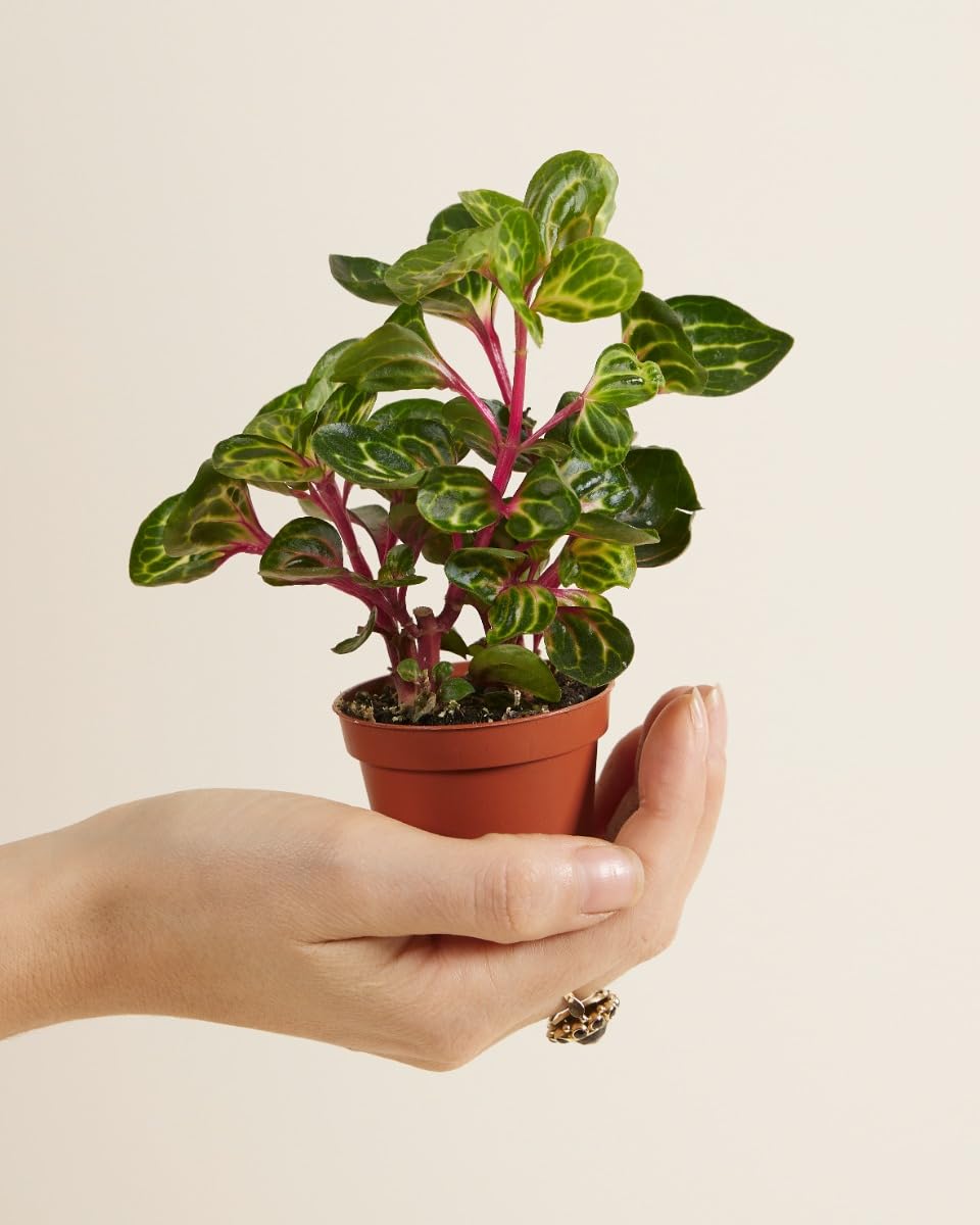 plnts-babyplnts-baby-herbstii-iresine-zimmerpflanze-6-cm image 2